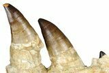 Fossil Mosasaur (Thalassotitan) Jaw Section with Teeth - Morocco #368247-3